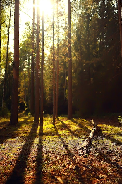 sun rays in coniferous forest, abstract landscape summer forest, beautiful wilderness nature