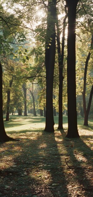 Sun Rays Filter Through Trees in Park