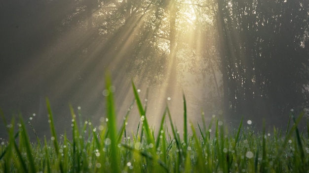 sun rays in the forest