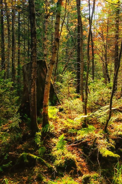 Sun rays from the bright sun shining between the trees of the green forest with the fern bushes green grass