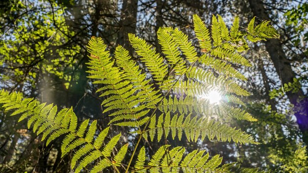 Sun rays going thru leaves of fern, forest of Cyprus.