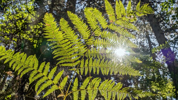 Sun rays going thru leaves of fern, forest of Cyprus.