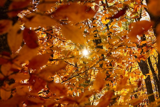 Sun rays orange foliage