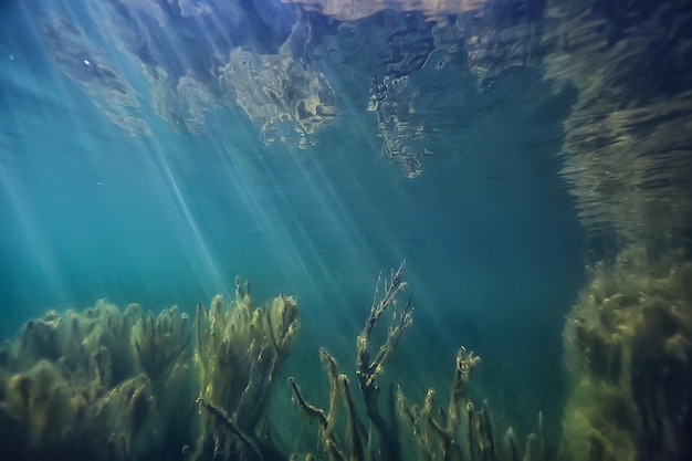 sun rays river underwater landscape / abstract underwater landscape plants fresh ecosystem