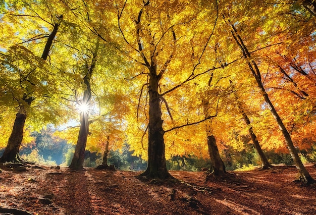 Sun rays through autumn trees Natural fall landscape in the forest Fall forest and sun as a background Fall image