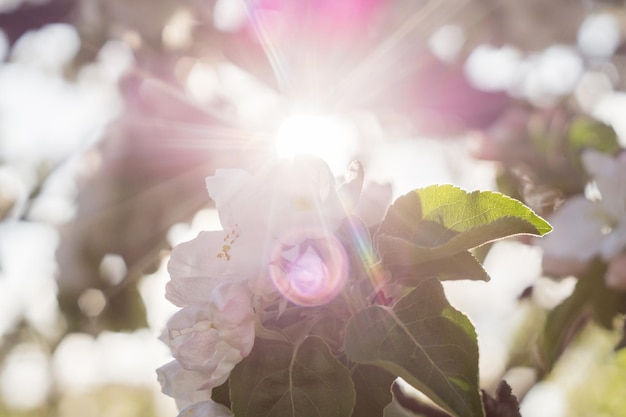 Sun rays through a blossoming apple tree branch