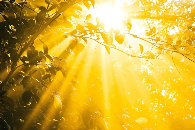 Sun rays through the branches of trees in the forest Nature background