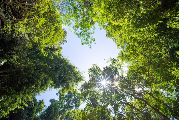 sun rays through the trees