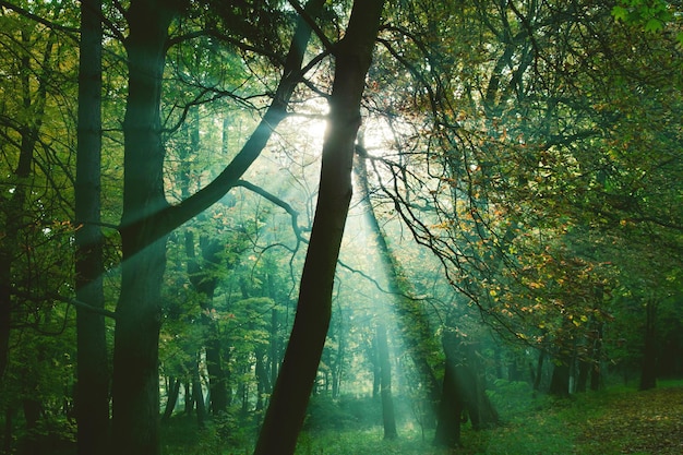 Sun rays between trees in forest