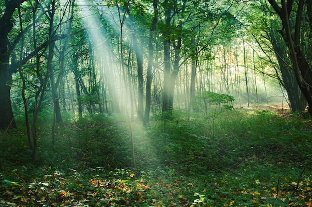 Sun rays between trees in forest