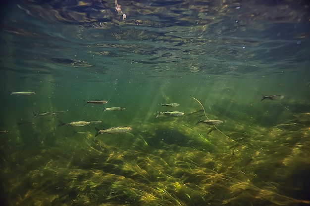 sun rays under water landscape, seascape fresh water river diving