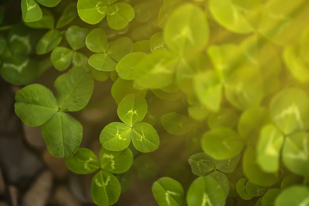 The sun's rays break through the growing clover leaves and illuminate them