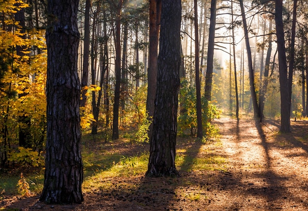 The sun's rays pierce the branches of the trees. Beautiful autumn morning in the forest