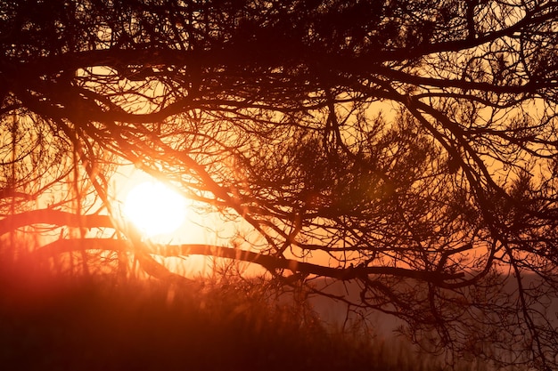 The sun's rays shine through the branches of trees on the edge of the forest