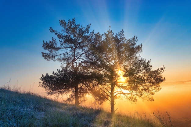 The sun's rays shine through the branches of trees on the edge of the forest