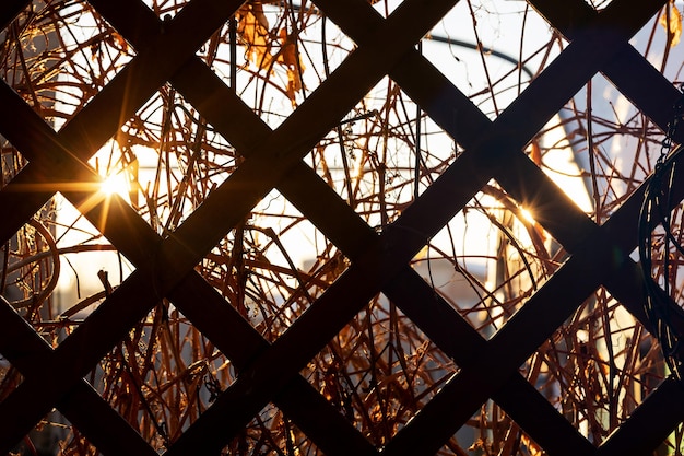 The sun's rays shine through the garden fence and the stems of plants and vines