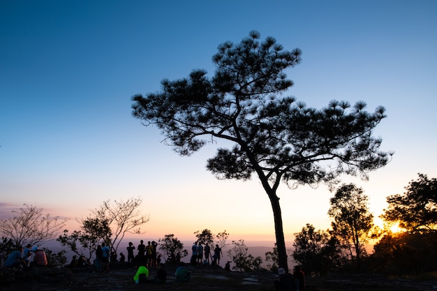 Sun set behine pine tree