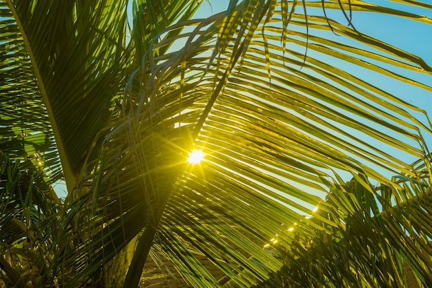 The sun shines through a branch of a palm tree