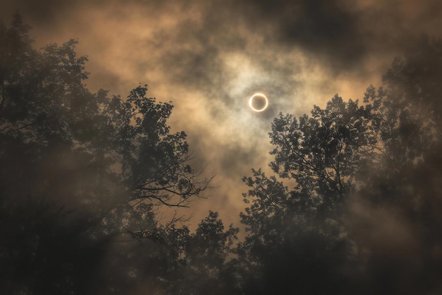 The sun shines through the branches of the trees in the forest