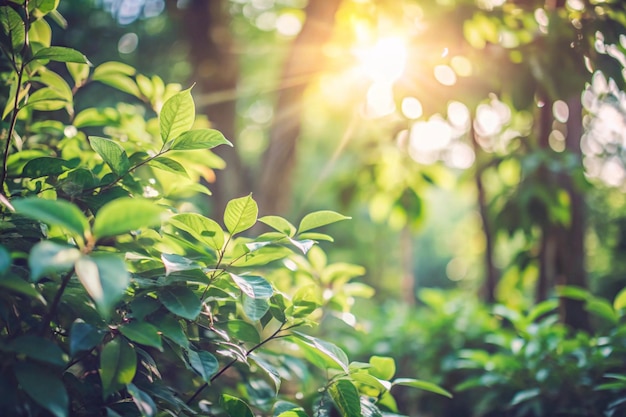 the sun shines through the leaves of a plant