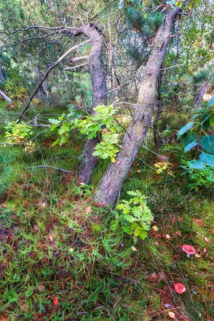 Sun shining on a mystical forest in autumn with magical trees and moss covered ground in a silent and tranquil park Peaceful nature in harmony on a soothing and calm morning outdoors in green woods