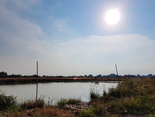 Sun shining over the shrimp pond