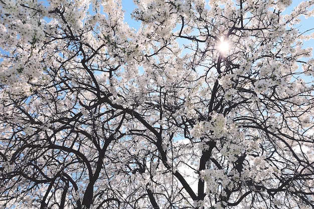 Sun shining though blooming branches of tree with white flowers nature spring background