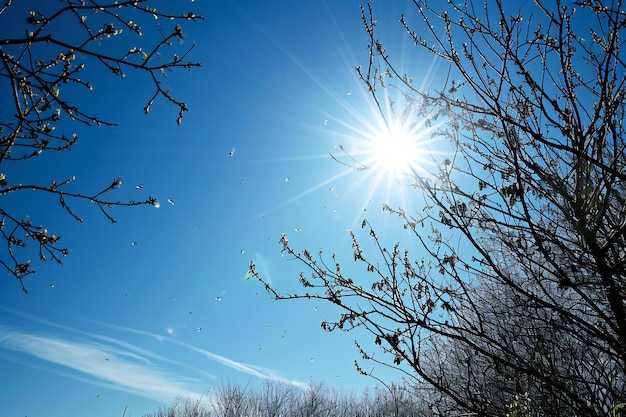 Sun shining through the branches of a tree in early spring against the blue sky