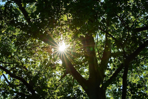 Sun shining through oak tree green leaves at summer day