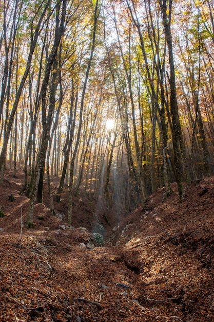 Sun shining through the tall trees in the forest during Autumn