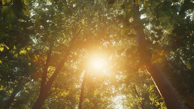 Photo a sun shining through the trees with the sun shining through the leaves