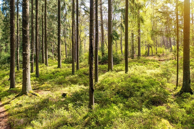 Sun shining in the woods