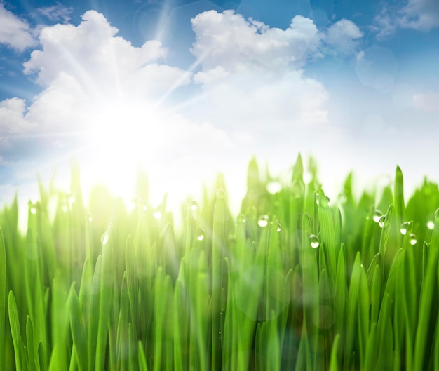 Sun Sky and Grass with drops defocused light effects