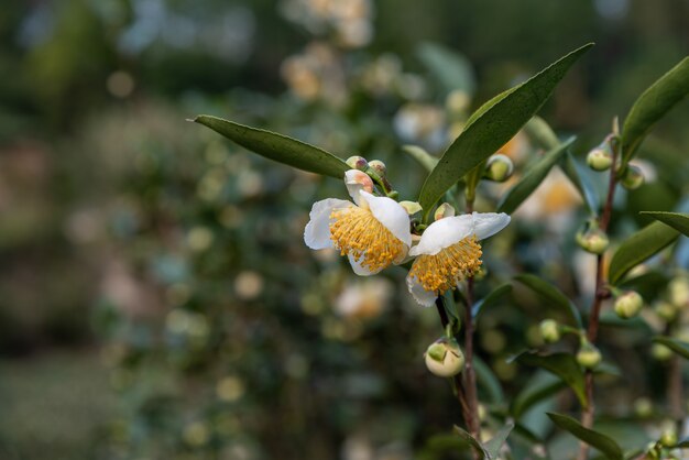 Under the sun, Tea flowers with white petals and yellow flower cores are in the wild tea forest