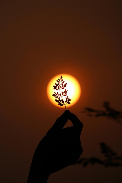 Sun Tree Leaf Pattern