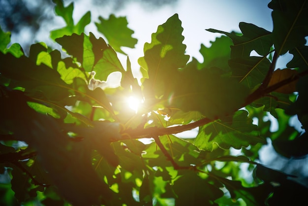 Sunbeams break through the green foliage of oak tree against the blue sky on summer day Abstract leafy background