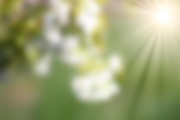 Sunbeams on green blurred background of spring park and white flowers Blur background