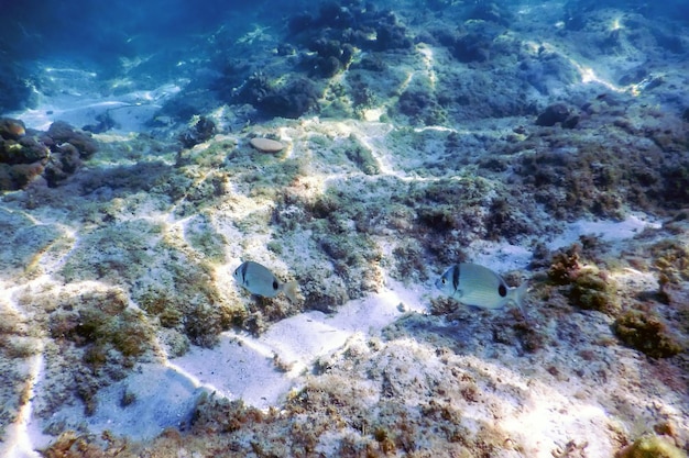 Sunbeams underwater rocks and pebbles on the seabed swimming fish