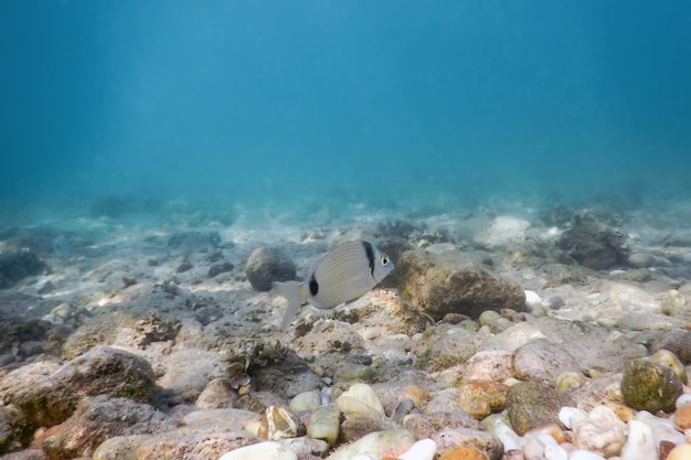 Sunbeams underwater rocks and pebbles on the seabed swimming fish