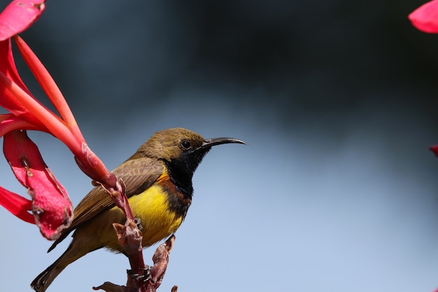 Sunbird small bird loneliness holding on branch of red flower feel blue Before the rainy