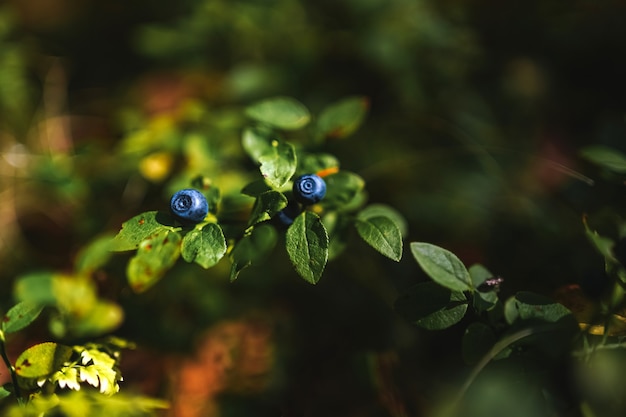 Sundrenched wild blueberries on a low bush in siberian forest