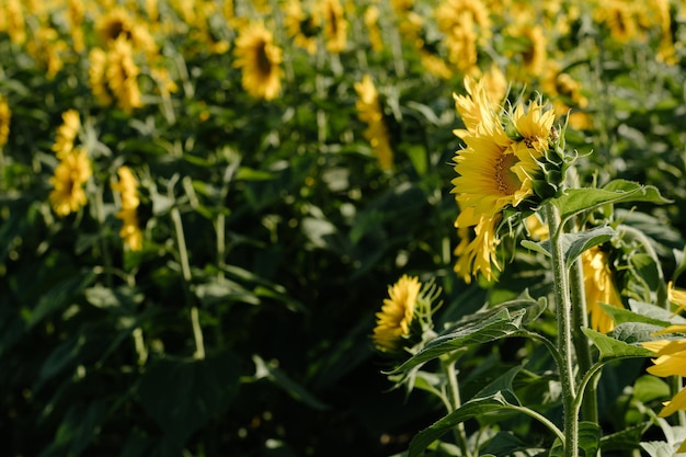 Sunflower in the abundance field with blue bright sky background