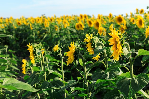 Sunflower in the abundance field with blue bright sky background