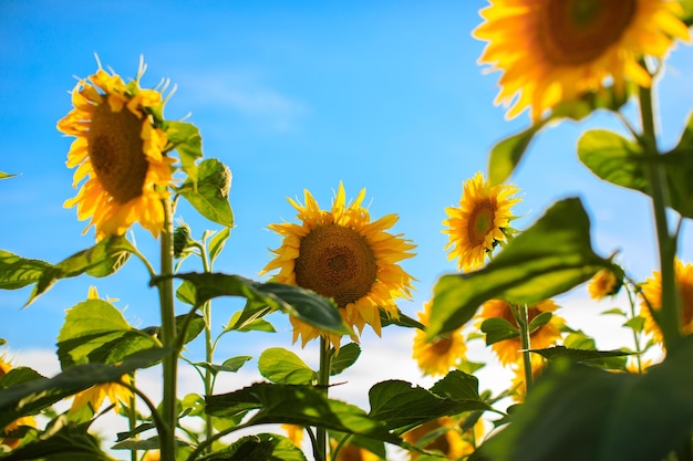 Sunflower in the abundance field with blue bright sky background