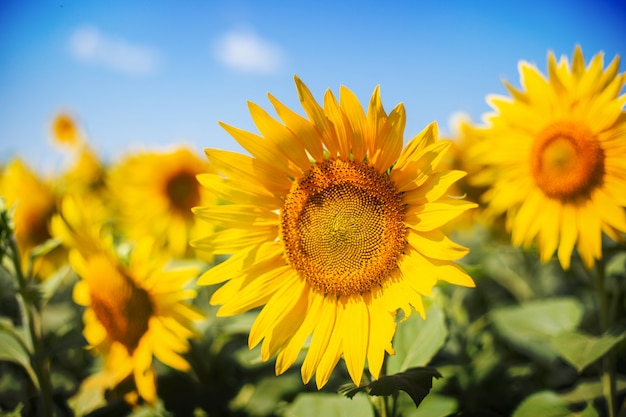 Sunflower against a background of blue sky and a field of sunflowers. Narrow focus.