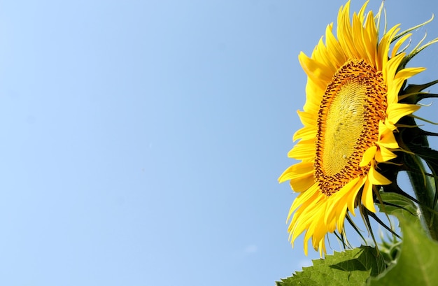 Sunflower against the blue sky