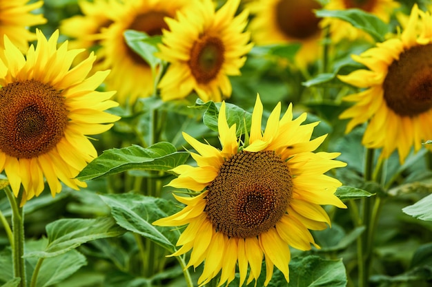 Sunflower agriculture field close up