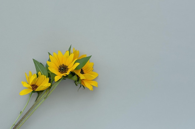 Sunflower background flat lay