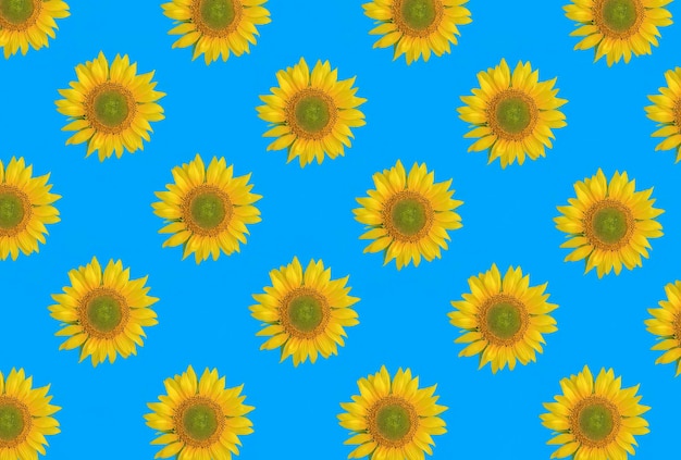 Sunflower on the blue background Pattern Flat lay