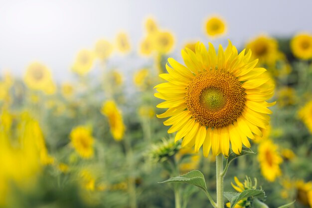 Sunflower and blue sky